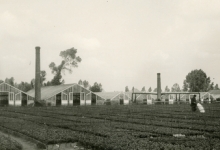 Sproeien op bloemisterij Adriaenssens, Lochristi, 1935-1945