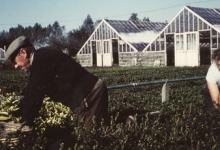 René Goethals op de bloemisterij, Lochristi, 1950-1980