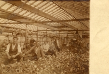 Gloxiniaserre, bloemisterij Goethals en zonen, Lochristi, 1927