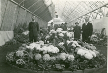 Broers en bloemisten René en Gustaaf Goethals, Lochristi, 1950