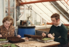 'Repikeren' van begonia's, Lochristi, 1978