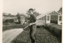 Water gieten op de bloemisterij Aelterman-Collin, Destelbergen, eind jaren 1960