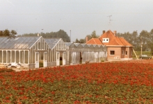 Bloemisterij Aelterman - Collin, Destelbergen, eind jaren 1970