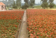 Begoniaveld van bloemisterij Aelterman - Collin, Destelbergen, eind jaren 1970
