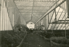 Moderne serre bloemisterij De Cooman, Merelbeke, jaren 1950
