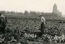 Jan De Pauw rooit witloofwortels, Sint-Lievens-Houtem, 1965
