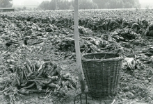 Stilleven in de witloofteelt, Sint-Lievens-Houtem, 1960-1970
