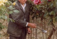 Arthur De Neve tussen rozenstruiken, Oosterzele, jaren 1980
