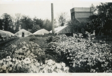 Bloemisterij Van Hecke met azalea's, Zaffelare, 1940-1950

