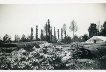 Rieten matten op bloemisterij Van Hecke, Zaffelare, 1940-1950
