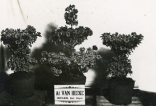 Azalea japonica van Van Hecke, Gent, 1940-1950
