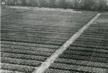 Azalea's op bloemisterij Van Hecke, Zaffelare, 1945-1952
