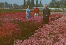 René Van Hecke tussen azalea's, Zaffelare, jaren 1960
