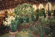 Stand van boomkwekerij De Moor op Gentse Floraliën, jaren 1970
Stand van boomkwekerij De Moor op Gentse Floraliën, jaren 1970