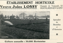 Advertentie van bloemisterij Lossy, Destelbergen, jaren 1920
Advertentie van bloemisterij Lossy, Destelbergen, jaren 1920