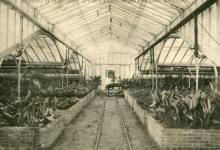 Binnenzicht serre van bloemisterij St.-Fiacre, Destelbergen, jaren 1920
