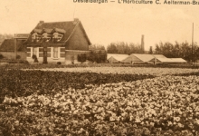 Bloemisterij Aelterman-Bracke, Destelbergen, 1942

