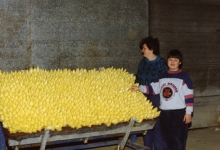 Vers witloof uit de kweekcel, witloofbedrijf Van De Keere, Sint-Lievens-Houtem, 1995