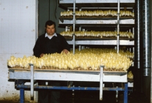 Kweekcel witloofbedrijf Van De Keere, Sint-Lievens-Houtem, jaren 1990 Kweekcel witloofbedrijf Van De Keere, Sint-Lievens-Houtem, jaren 1990