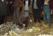 Bedrijfsbezoek witloofbedrijf, witloof uitpakken, Frankrijk, jaren 1980 Bedrijfsbezoek witloofbedrijf, witloof uitpakken, Frankrijk, jaren 1980