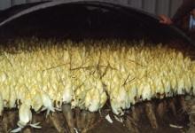 Witloofteelt in aarde, Van De Keere, Sint-Lievens-Houtem, eind jaren 1980 Witloofteelt in aarde, Van De Keere, Sint-Lievens-Houtem, eind jaren 1980