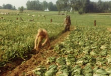 Witloofwortels rooien bij Van De Keere, Sint-Lievens-Houtem, jaren 1970 Witloofwortels rooien bij Van De Keere, Sint-Lievens-Houtem, jaren 1970