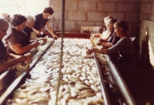 Kuisen van witloof, Sint-Lievens-Houtem, 1970-1980
