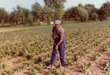Schoffelen op het veld, Sint-Lievens-Houtem, 1970-1980