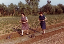Wieden met molentje, Sint-Lievens-Houtem, jaren 1970-1980