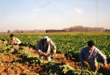 Witloofwortels oogsten bij Van De Slijke, Sint-Lievens-Houtem, jaren 1970-1980