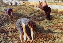 Productie witloofzaad, witloofkweker Van De Slijke, Sint-Lievens-Houtem, jaren 1970-1980
