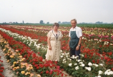 Noël De Neve en echtgenote tussen rozenstruiken, Oosterzele, 1995
Noël De Neve en echtgenote tussen rozenstruiken, Oosterzele, 1995