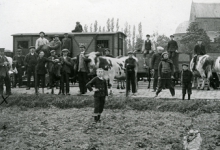 Runderen aan de tramstatie, Merelbeke