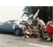 'Vriendenkring Duivenliefhebbers Landskouter', duivenvlucht, Oosterzele, 1984