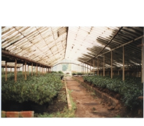 Azalea's in de serre van bloemisterij Debersaques, Destelbergen, 1991