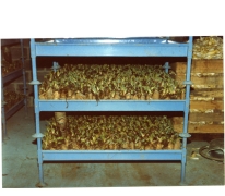 Partij witloofwortels klaar voor de kweekcel, witloofbedrijf Van De Keere, Sint-Lievens-Houtem, 1995
