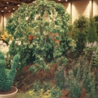 Stand van boomkwekerij De Moor op Gentse Floraliën, jaren 1970
