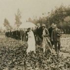 Bezoek Koningspaar aan de Begoniavelden De Sommer, Hijfte, 1929
